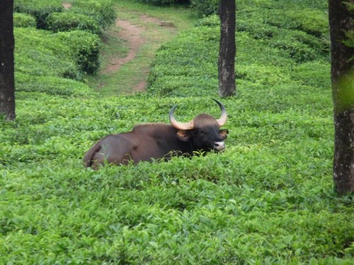 South India: Gaur in Valparai