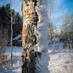 trädstam snö Pekoe